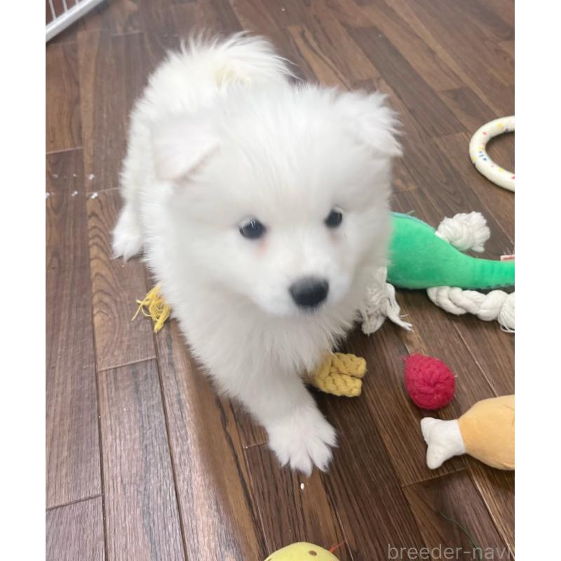 成約済の東京都のサモエド-426691の9枚目