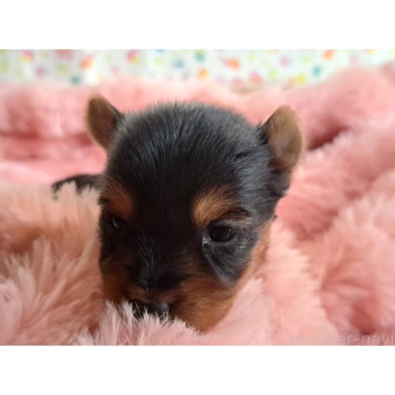 販売中の愛知県のヨークシャーテリア-429306の2枚目