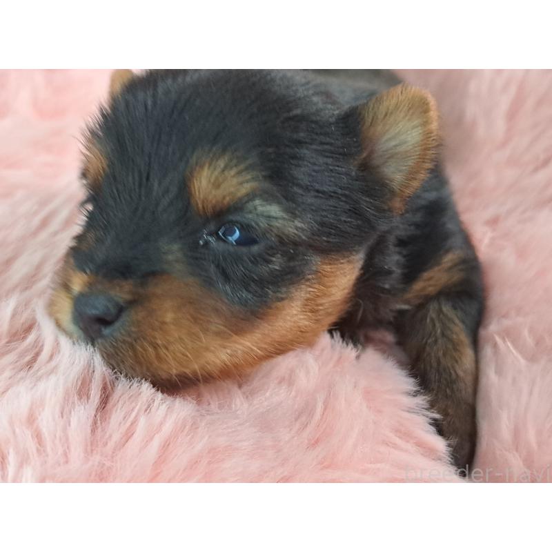 販売中の愛知県のヨークシャーテリア-429306