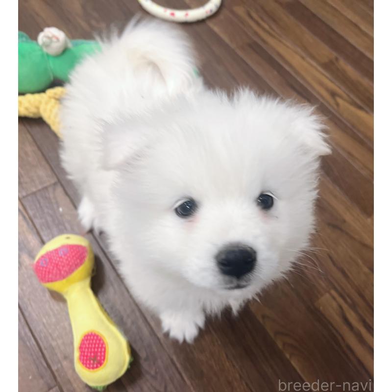 成約済の東京都のサモエド-426691の8枚目