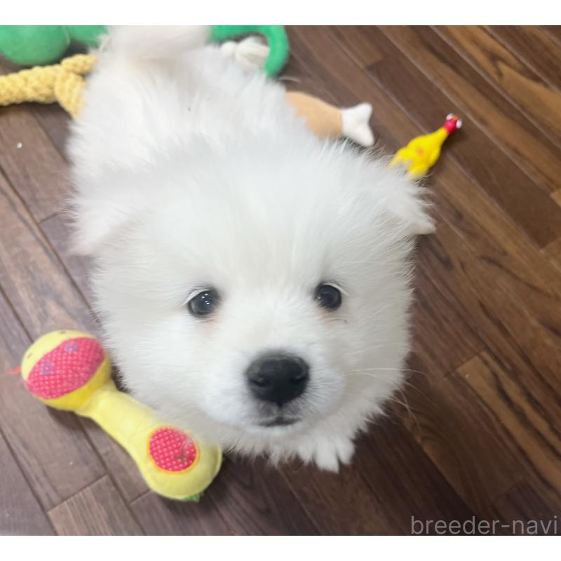 成約済の東京都のサモエド-426691の7枚目