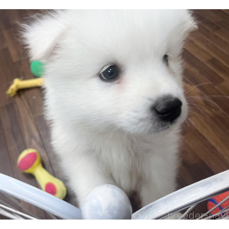 成約済の東京都のサモエド-426691の4枚目