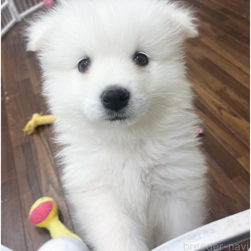 成約済の東京都のサモエド-426691の2枚目