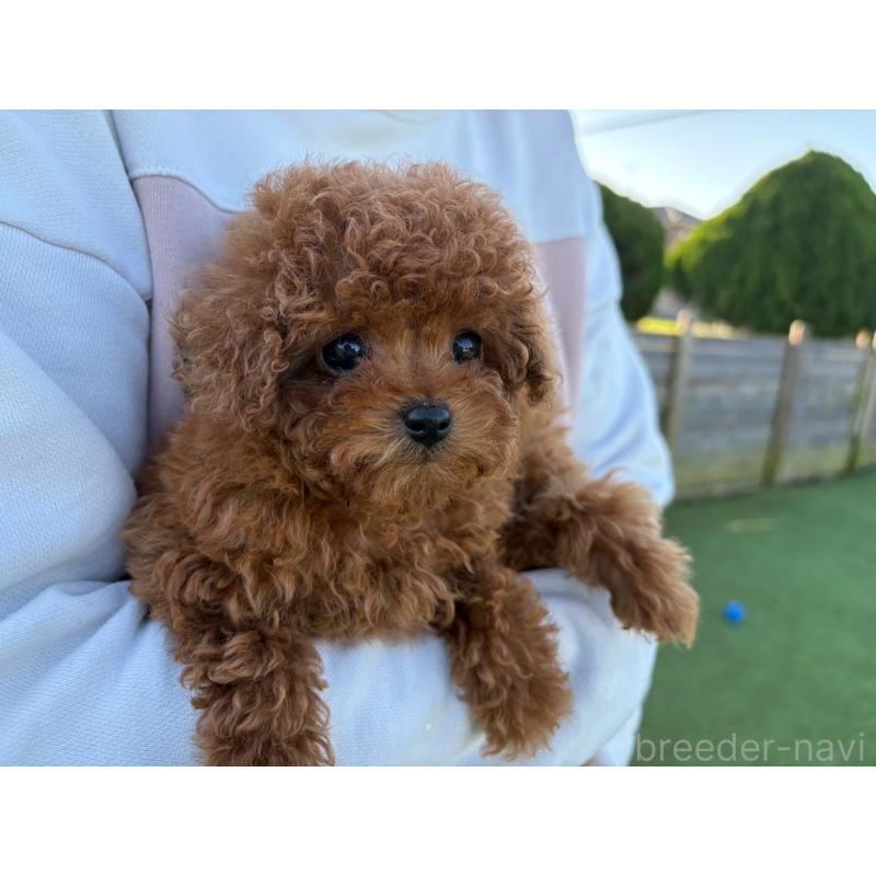 販売中の千葉県のティーカッププードル-429309の2枚目