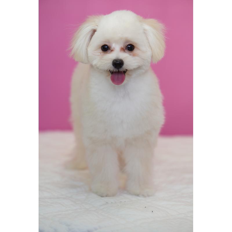 販売中の埼玉県のポメプー:ポメラニアン×トイプードル-407943の6枚目