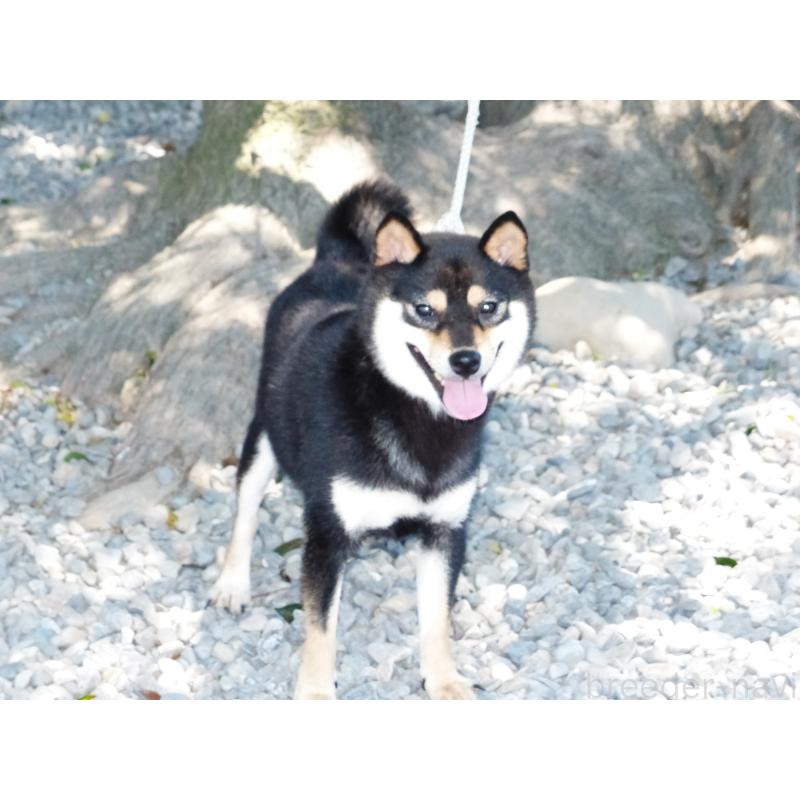 美琴ちゃん1枚目