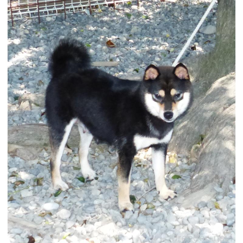 美琴ちゃん1枚目