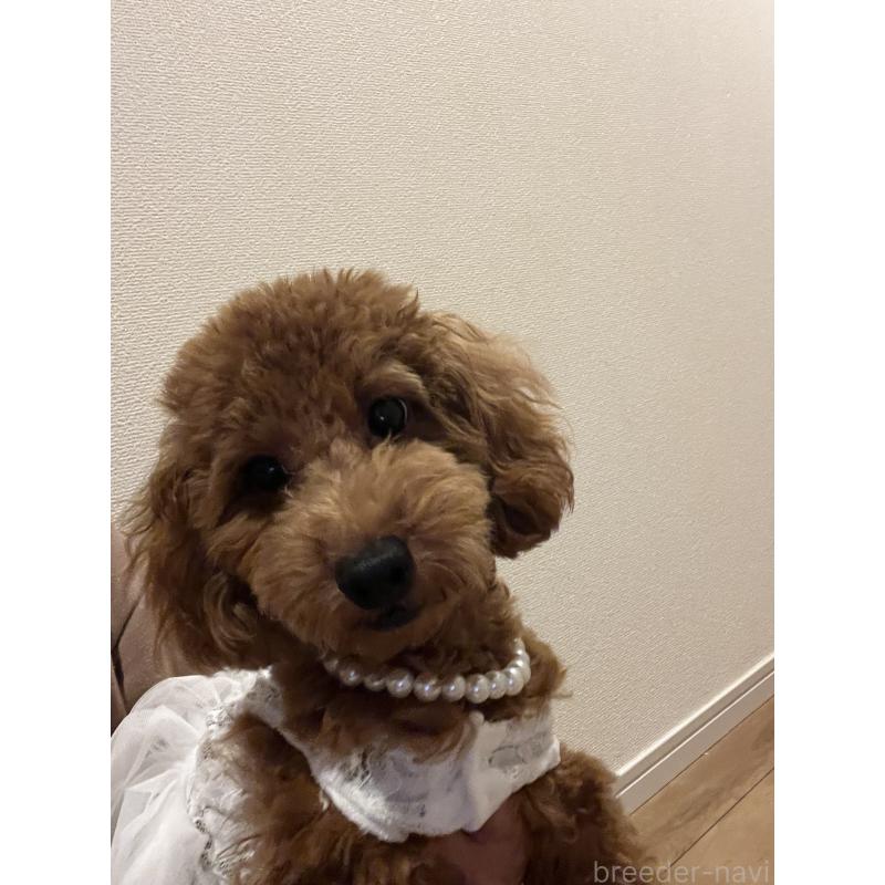 販売中の埼玉県のミックス犬-410406の2枚目