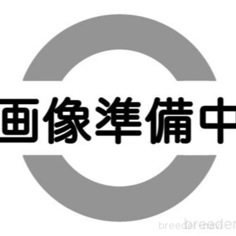 販売中の福岡県のミックス犬-429311の1枚目
