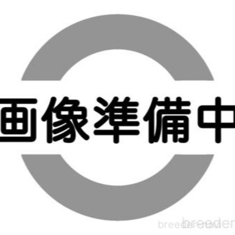販売中の福岡県のミックス犬-429312