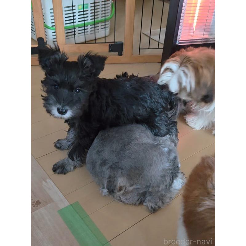 販売中の福岡県のミニチュアシュナウザー-426290の5枚目