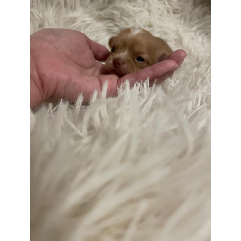 販売中の神奈川県のチワプー:チワワ×トイプードル-429316の7枚目