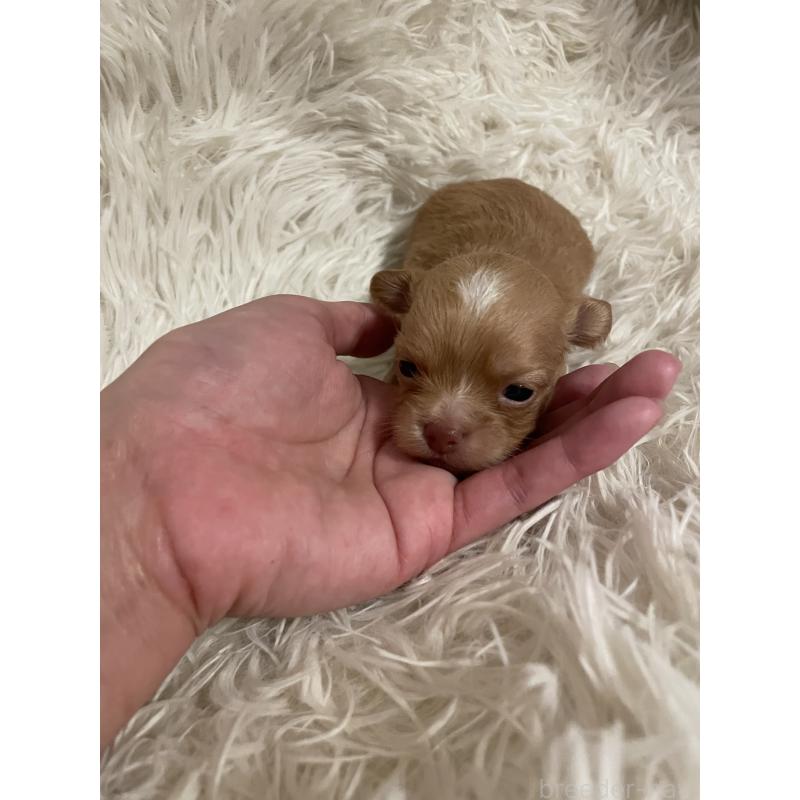 販売中の神奈川県のチワプー:チワワ×トイプードル-429316の4枚目