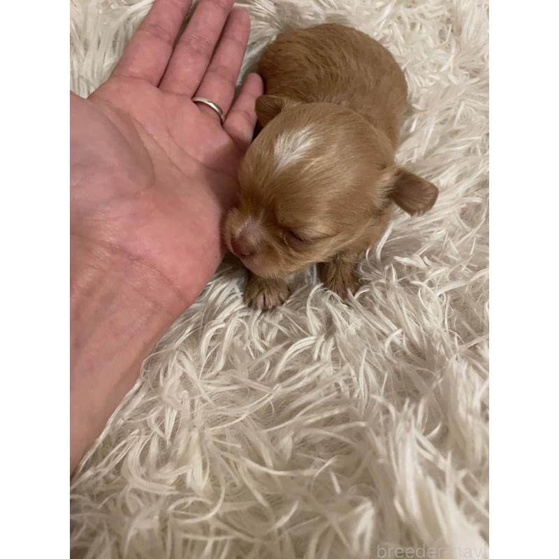 販売中の神奈川県のチワプー:チワワ×トイプードル-429316の3枚目