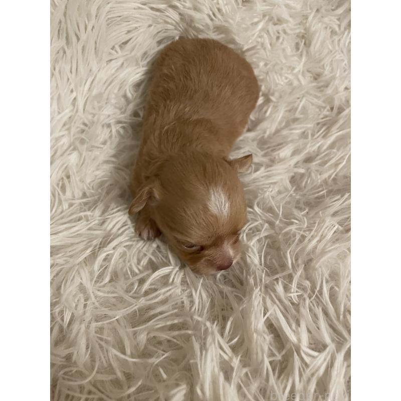 販売中の神奈川県のチワプー:チワワ×トイプードル-429316の2枚目