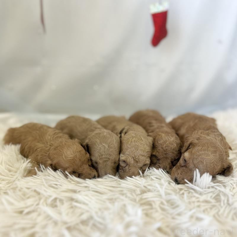 販売中の愛知県のタイニープードル-429317