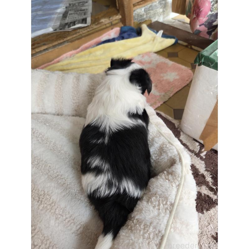 販売中の滋賀県のチワワ(ロングコート)-429324の3枚目