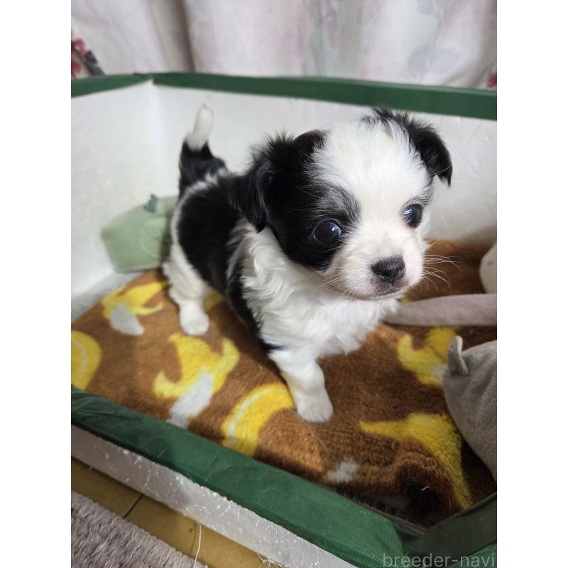 販売中の滋賀県のチワワ(ロングコート)-429324の2枚目