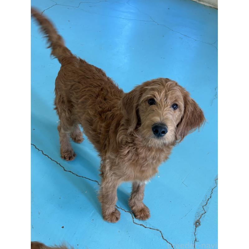 販売中の茨城県のゴールデンドゥードル:ゴールデンレトリーバー×プードル-399500