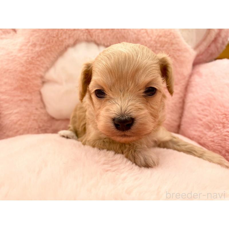 販売中の熊本県のチワプー:チワワ×トイプードル-429318の4枚目