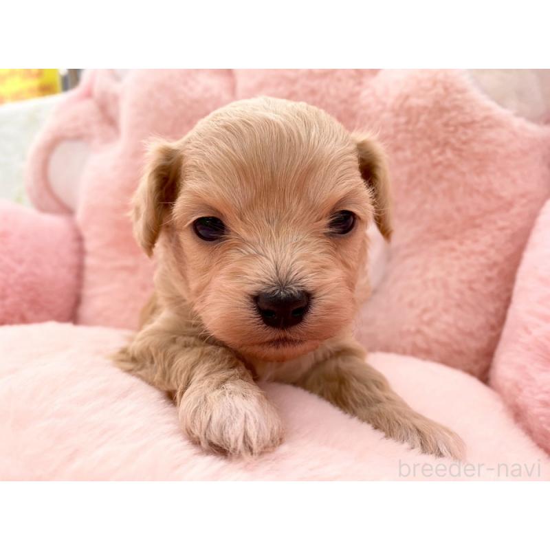 販売中の熊本県のチワプー:チワワ×トイプードル-429318の3枚目