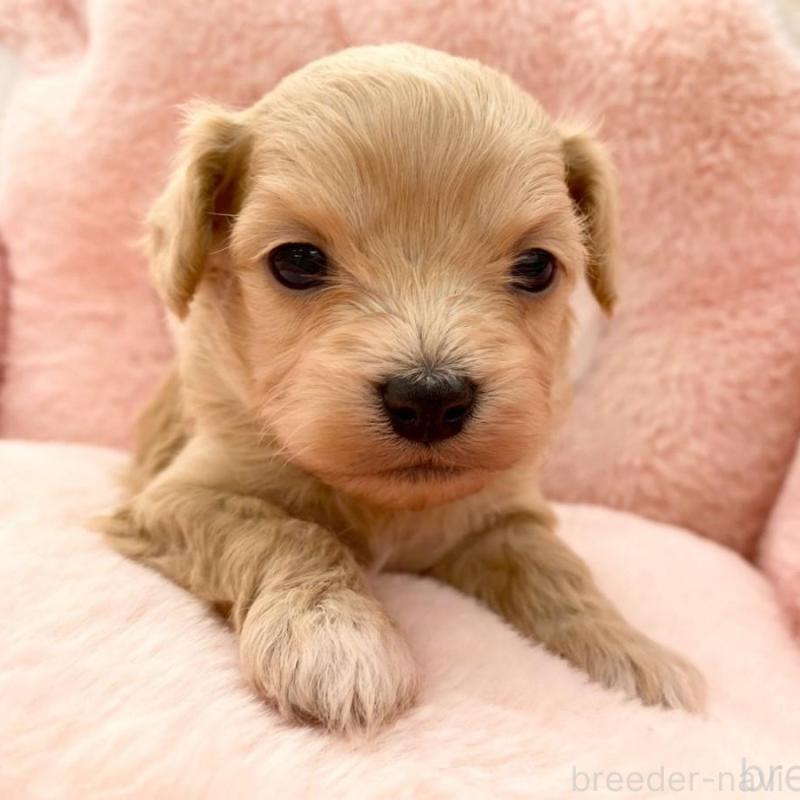 販売中の熊本県のチワプー:チワワ×トイプードル-429318の1枚目