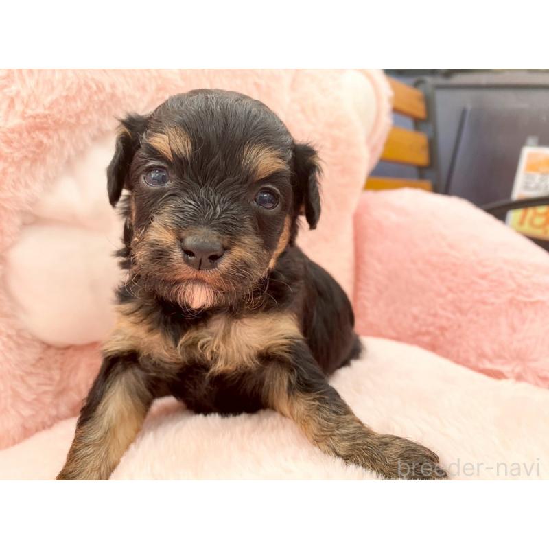 販売中の熊本県のチワプー:チワワ×トイプードル-429319の3枚目