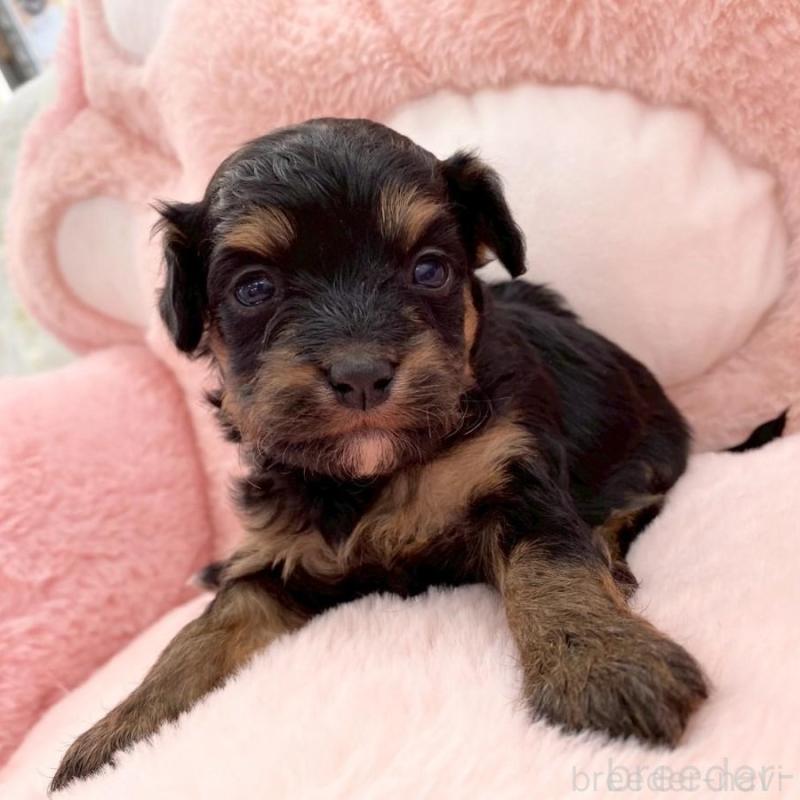 販売中の熊本県のチワプー:チワワ×トイプードル-429319