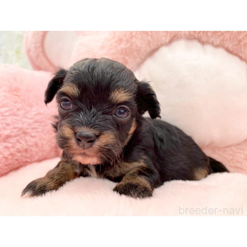 販売中の熊本県のチワプー:チワワ×トイプードル-429320の4枚目