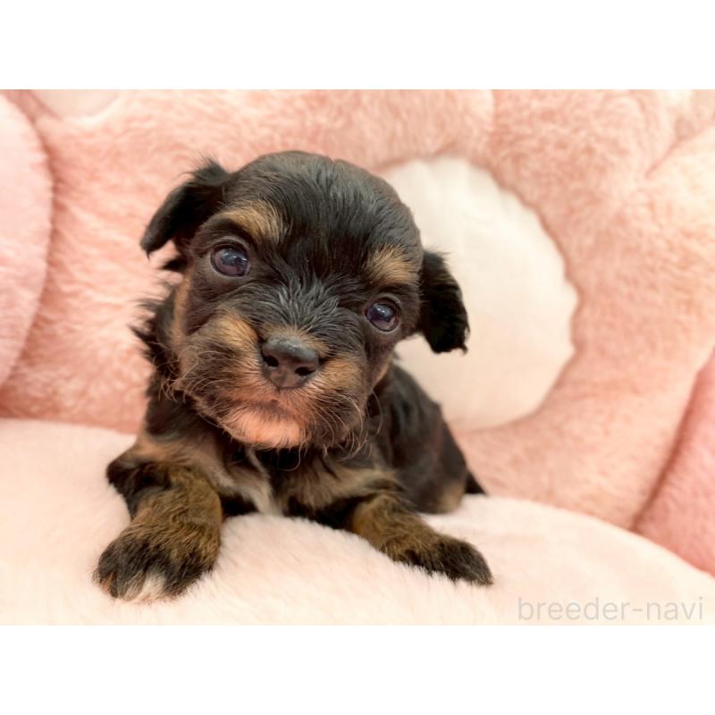 販売中の熊本県のチワプー:チワワ×トイプードル-429320の3枚目