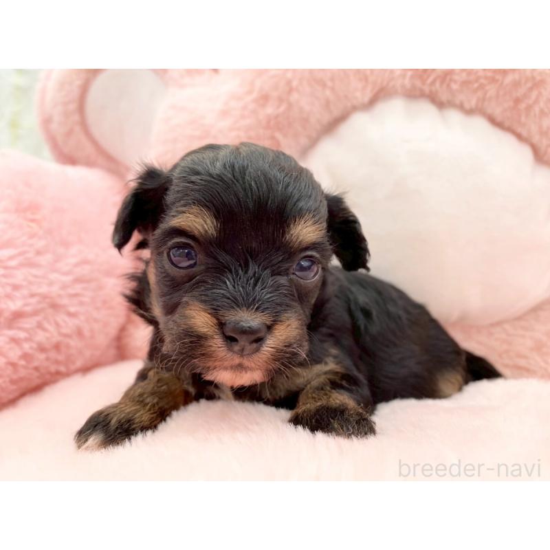 販売中の熊本県のチワプー:チワワ×トイプードル-429320の2枚目