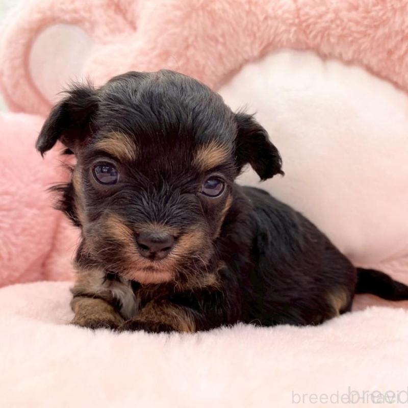 販売中の熊本県のチワプー:チワワ×トイプードル-429320