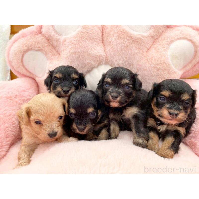 販売中の熊本県のチワプー:チワワ×トイプードル-429321の6枚目