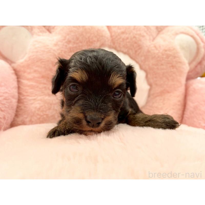 販売中の熊本県のチワプー:チワワ×トイプードル-429321の4枚目