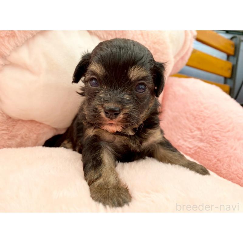 販売中の熊本県のチワプー:チワワ×トイプードル-429321の3枚目