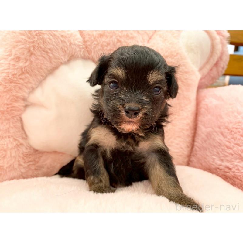 販売中の熊本県のチワプー:チワワ×トイプードル-429321の2枚目