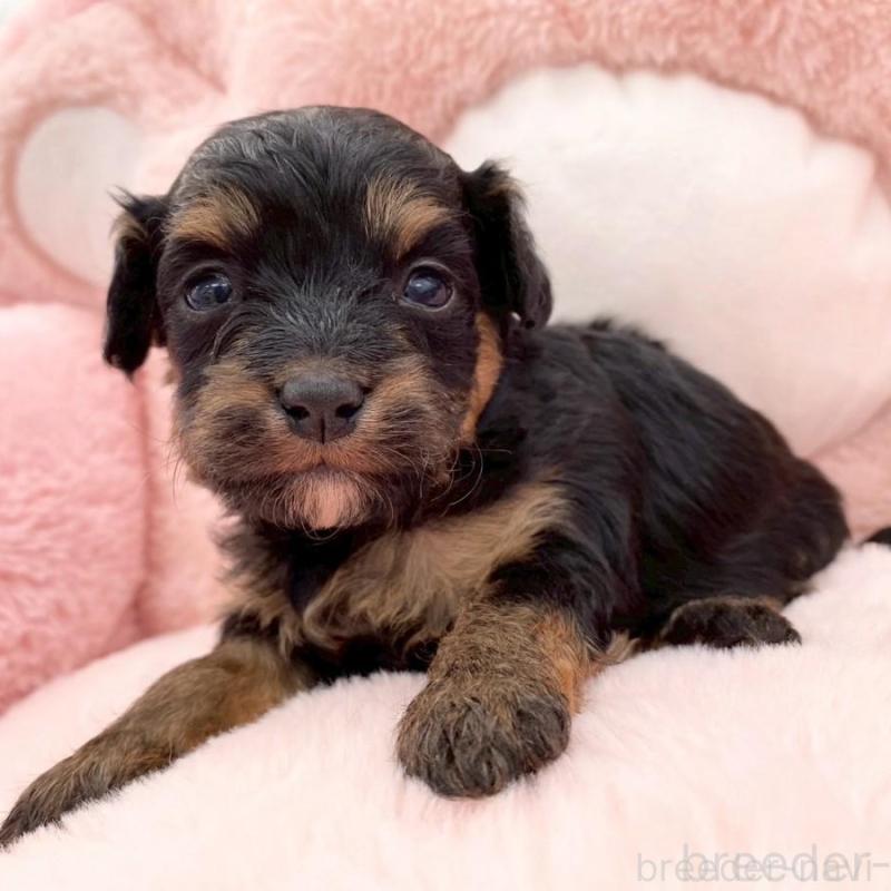 販売中の熊本県のチワプー:チワワ×トイプードル-429321