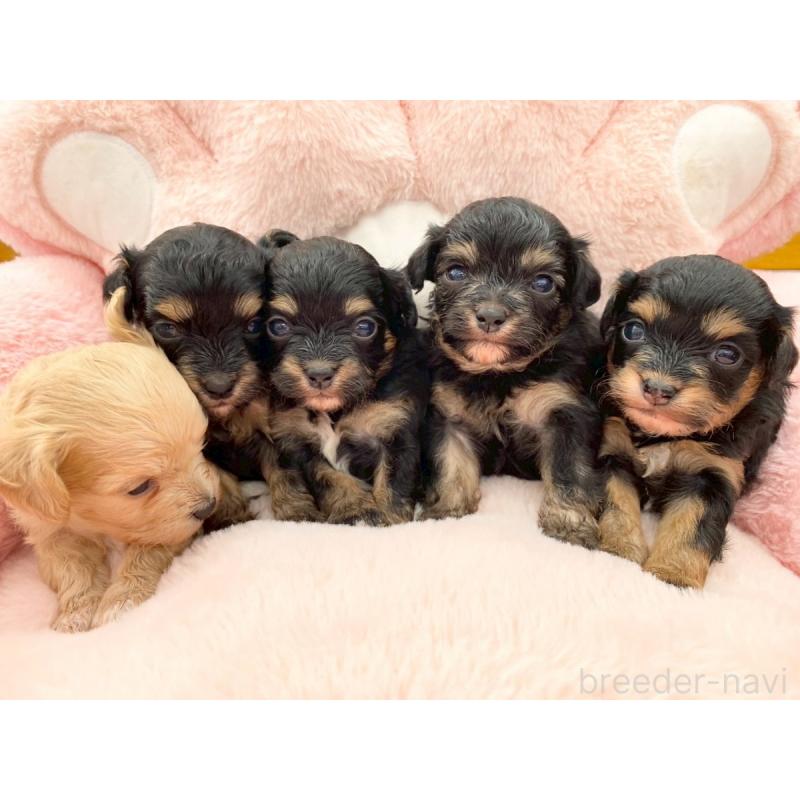 販売中の熊本県のチワプー:チワワ×トイプードル-429323の5枚目