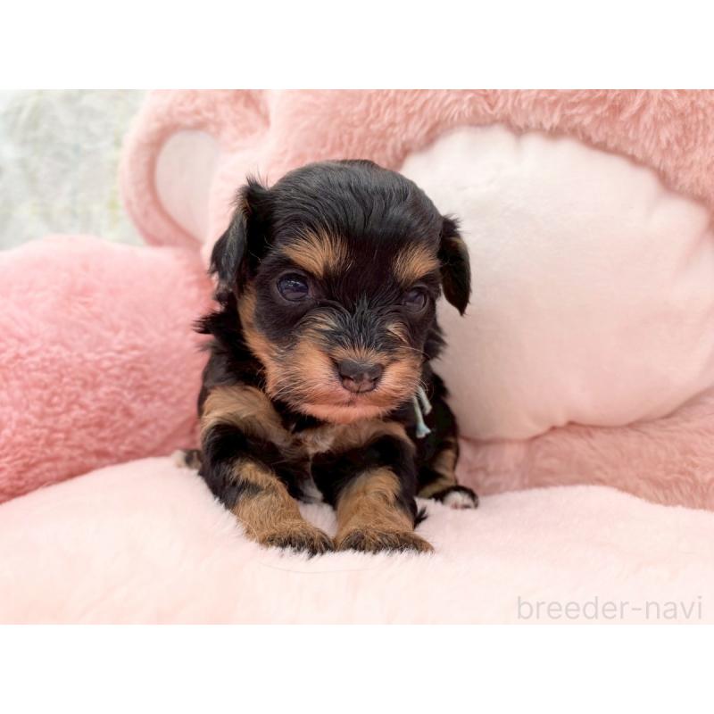 販売中の熊本県のチワプー:チワワ×トイプードル-429323の4枚目