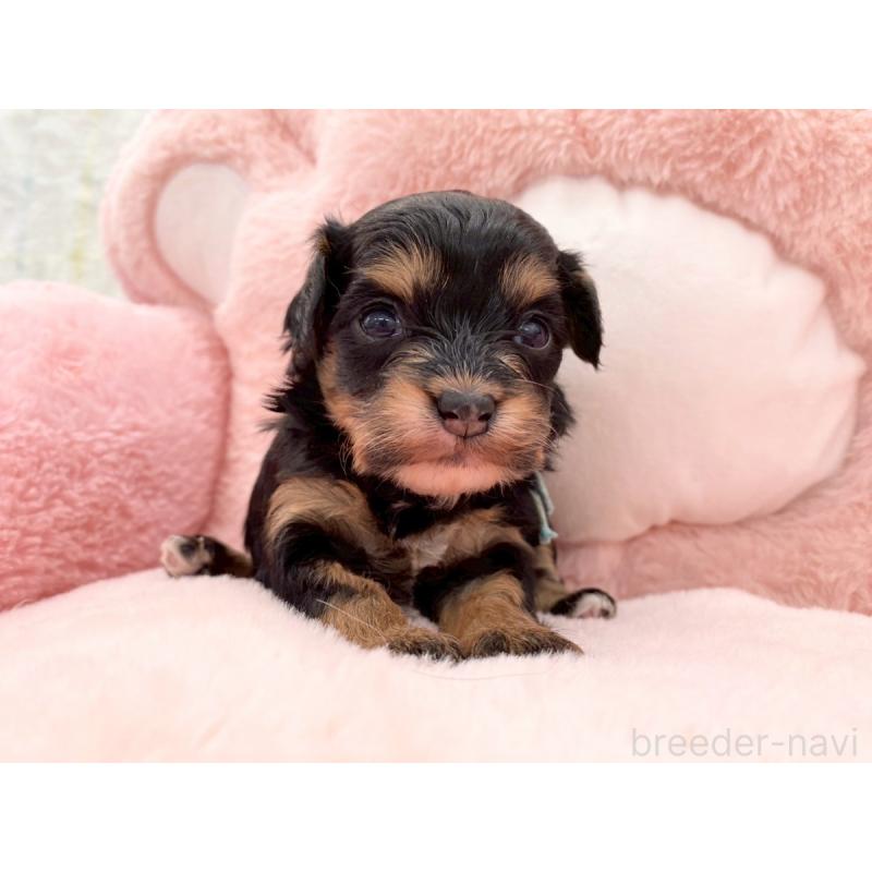 販売中の熊本県のチワプー:チワワ×トイプードル-429323の3枚目