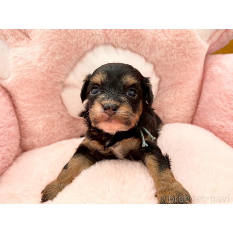 販売中の熊本県のチワプー:チワワ×トイプードル-429323の2枚目