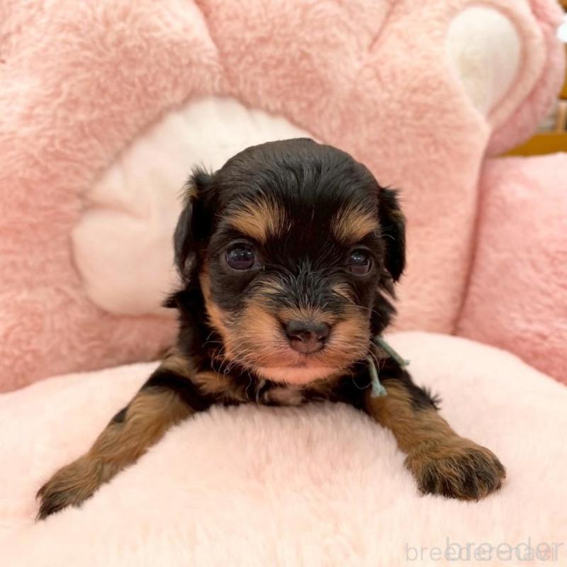 販売中の熊本県のチワプー:チワワ×トイプードル-429323の1枚目