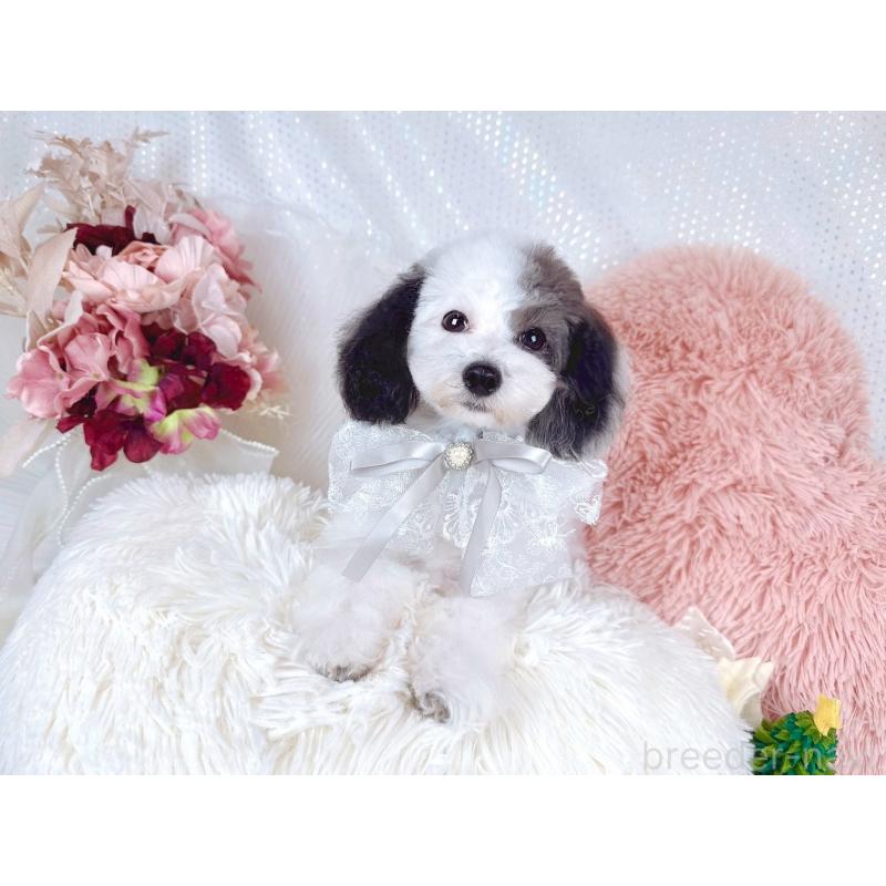 成約済の大阪府のミックス犬-418992の3枚目