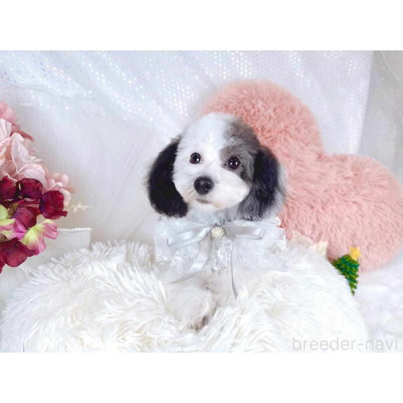 成約済の大阪府のミックス犬-418992の2枚目