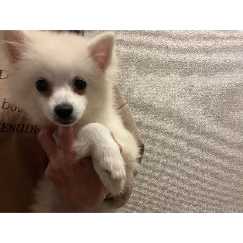 販売中の埼玉県のポメラニアン-414580の4枚目