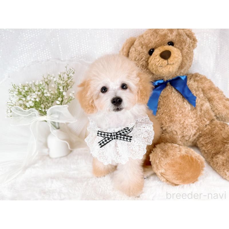 販売中の大阪府のタイニープードル-418997の4枚目