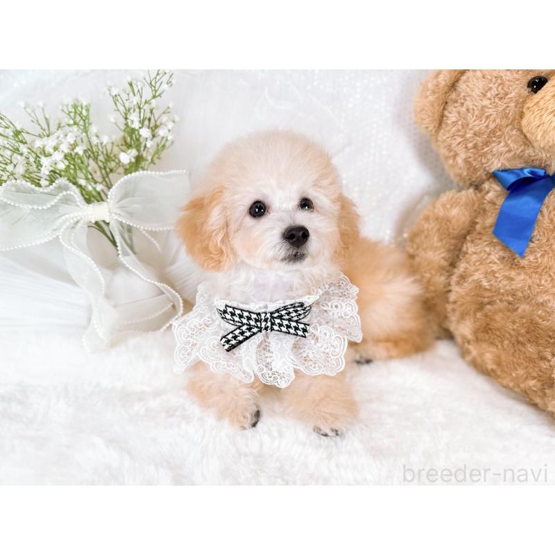 販売中の大阪府のタイニープードル-418997の3枚目