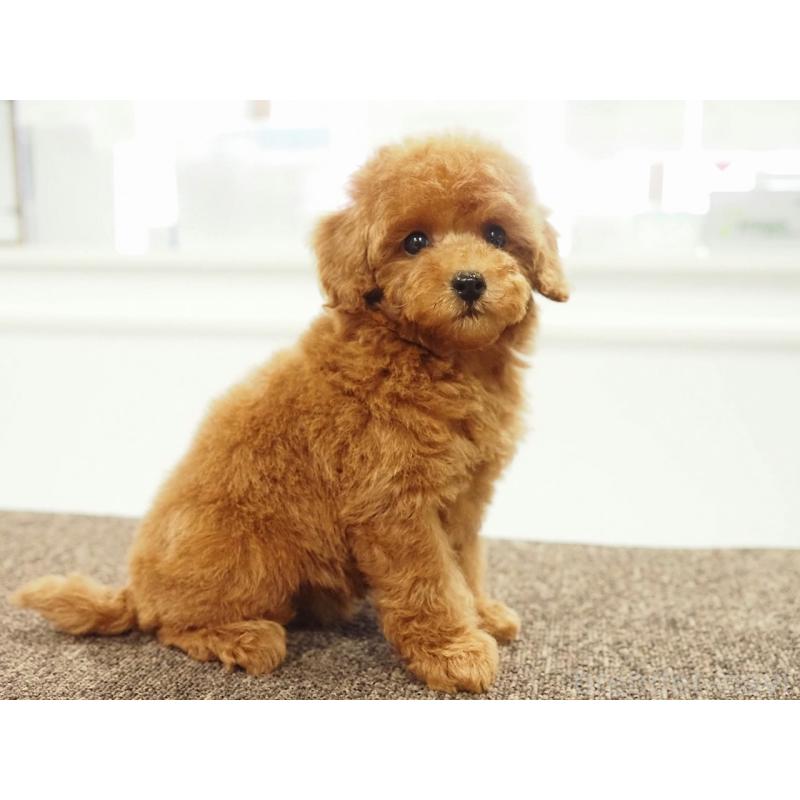 販売中の愛知県のタイニープードル-429326の12枚目