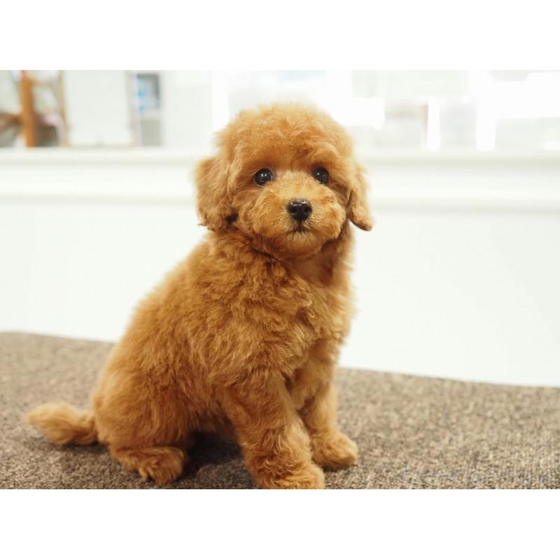 販売中の愛知県のタイニープードル-429326の11枚目