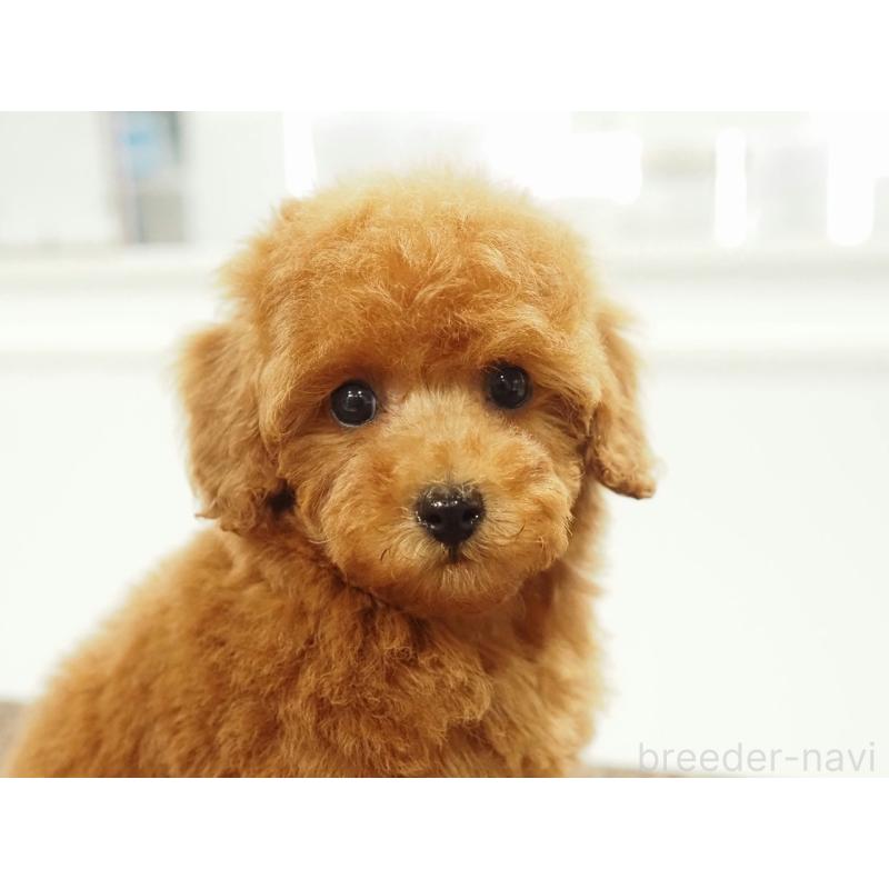 販売中の愛知県のタイニープードル-429326の10枚目